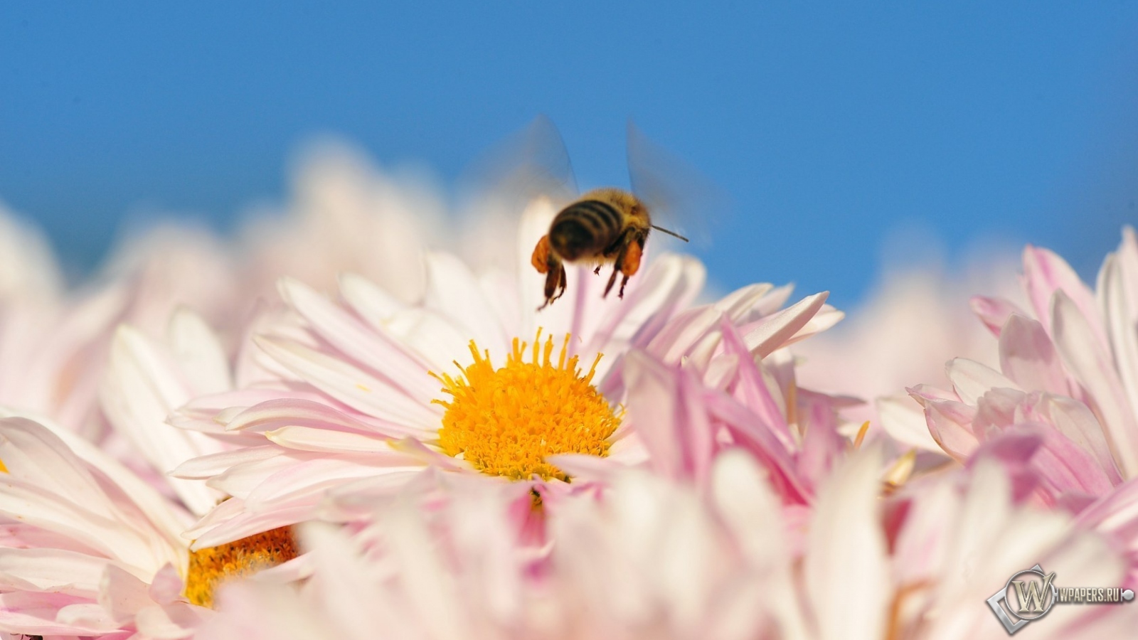 Пчела на цветке 1600x900