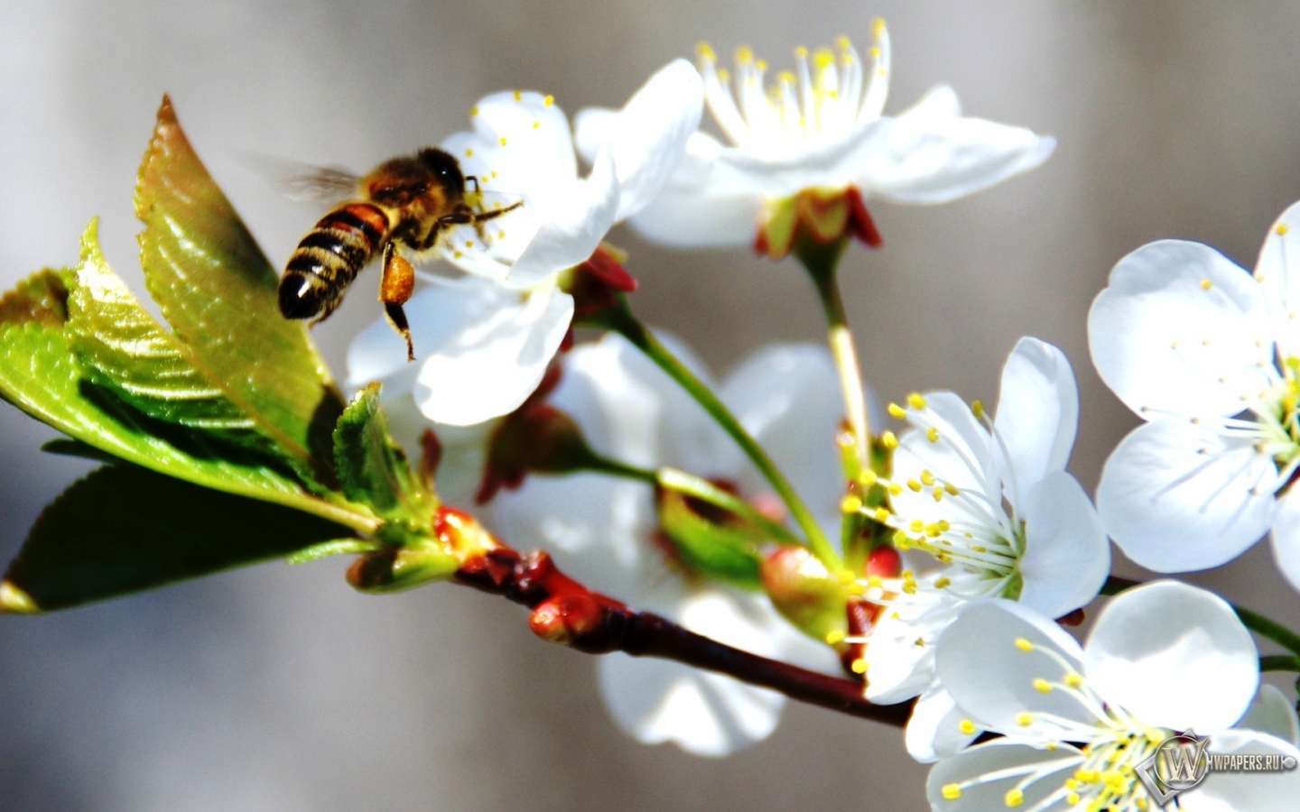 Пчела на черемухе 1440x900