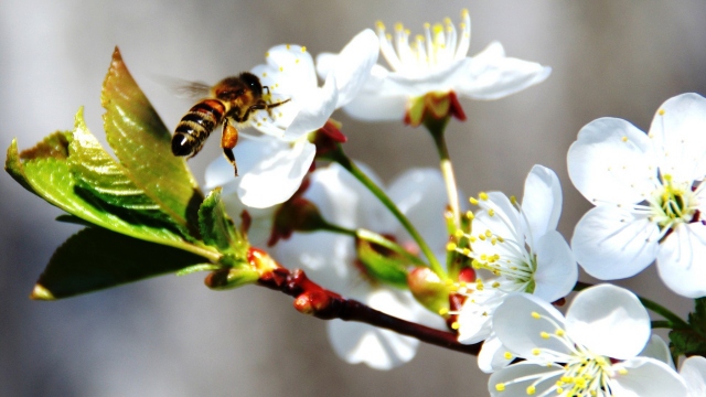 Пчела на черемухе