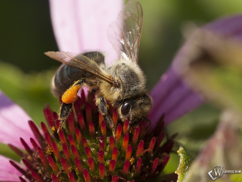 Пчела на цветке от Влада Фролова 1024x768