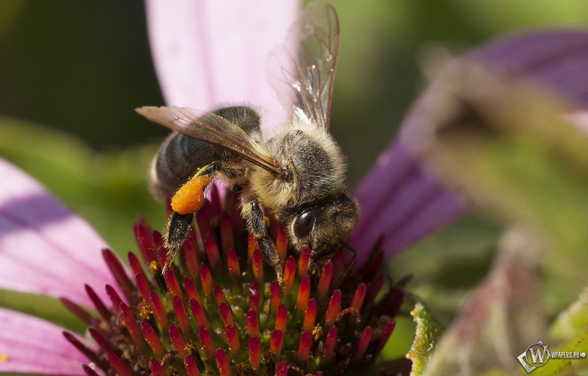 Пчела на цветке от Влада Фролова 1200x768