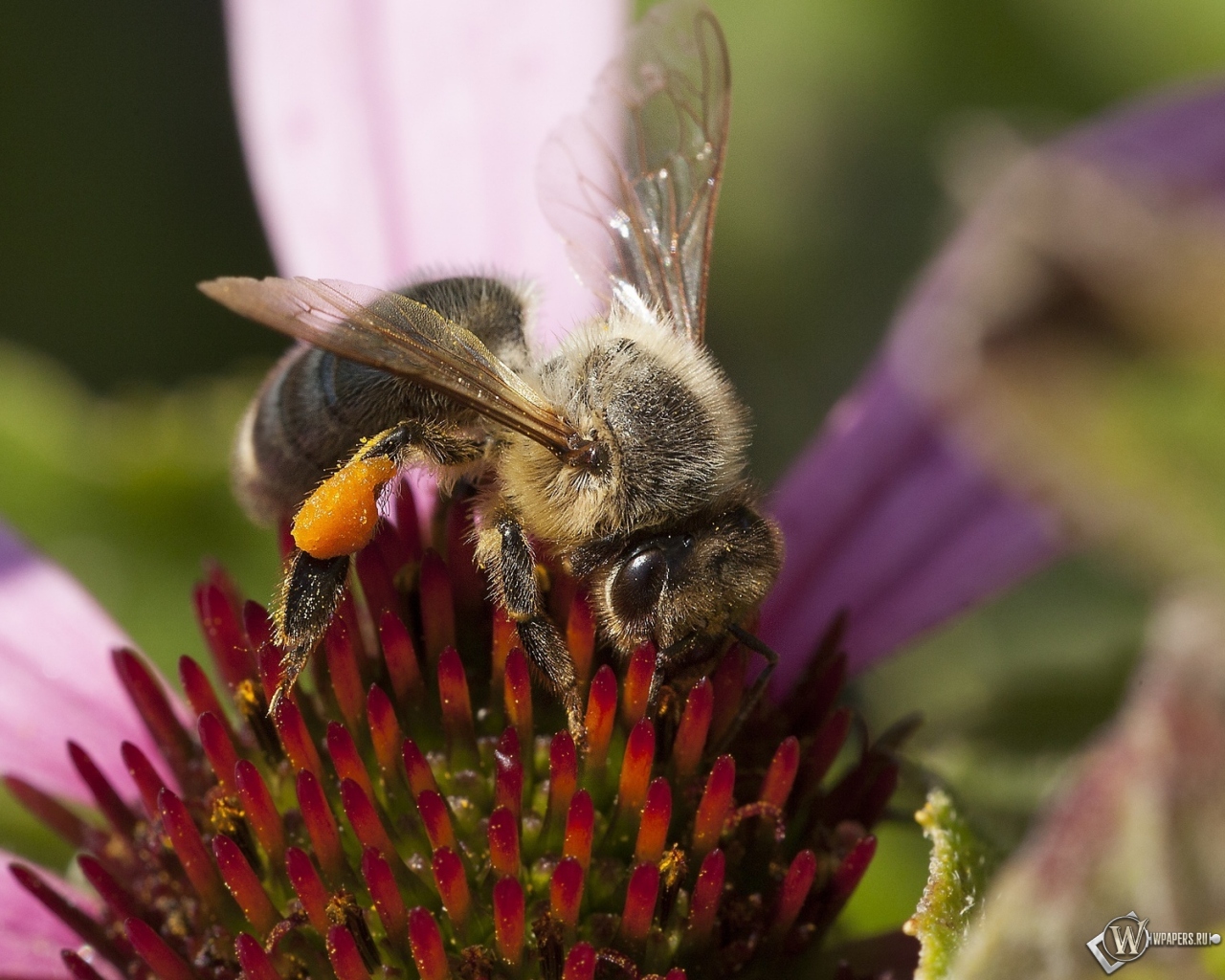 Пчела на цветке от Влада Фролова 1280x1024