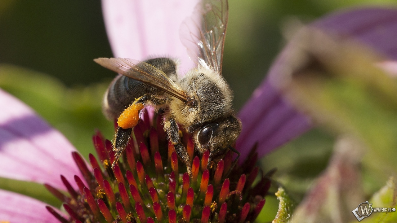 Пчела на цветке от Влада Фролова 1280x720