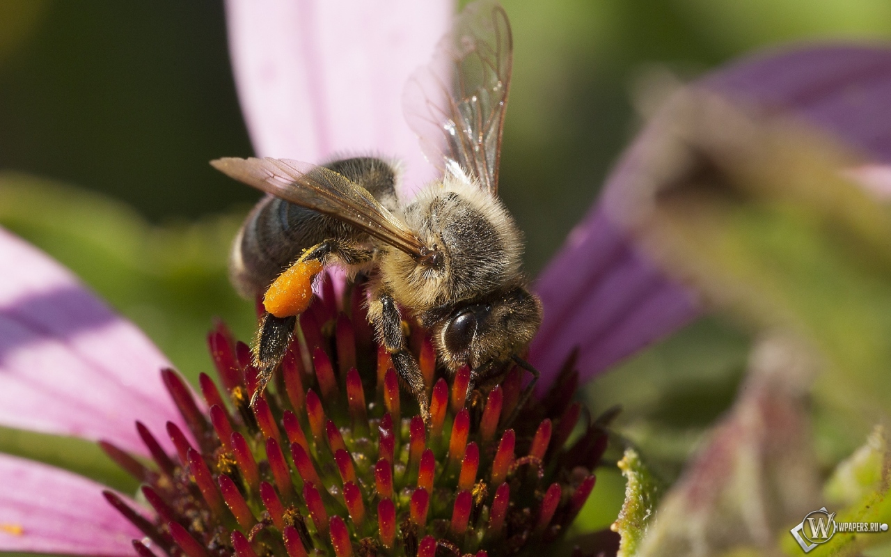 Пчела на цветке от Влада Фролова 1280x800