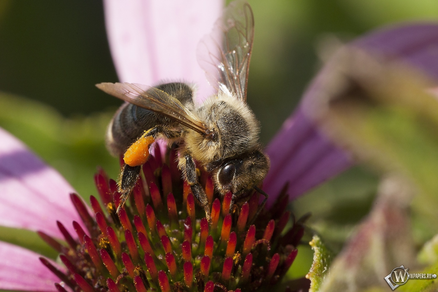 Пчела на цветке от Влада Фролова 1500x1000