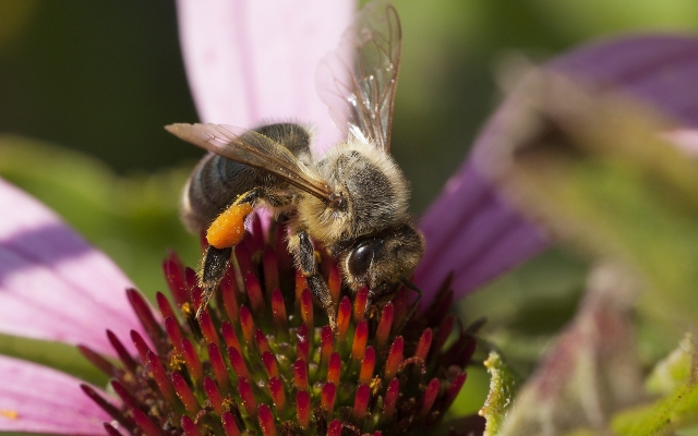 Пчела на цветке от Влада Фролова