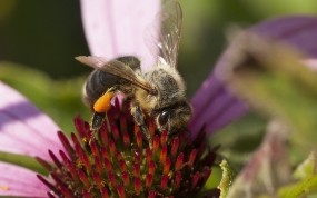 Обои Пчела на цветке от Влада Фролова: Цветок, Пчела, Насекомые