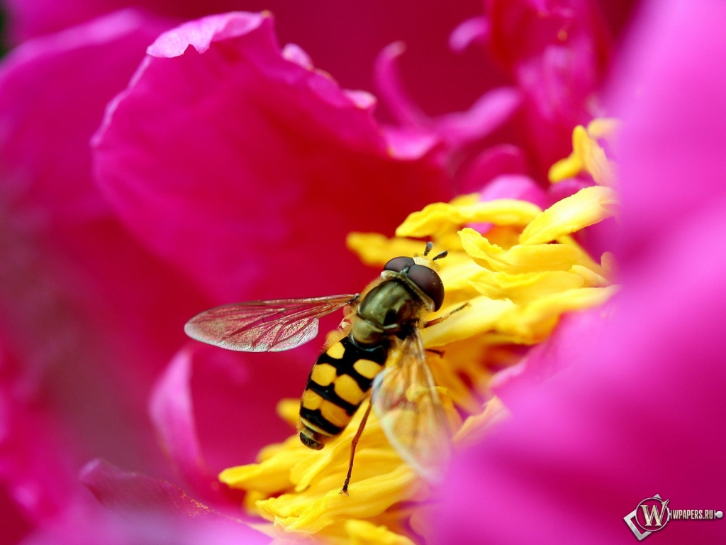 Пчела на цветке 1024x768