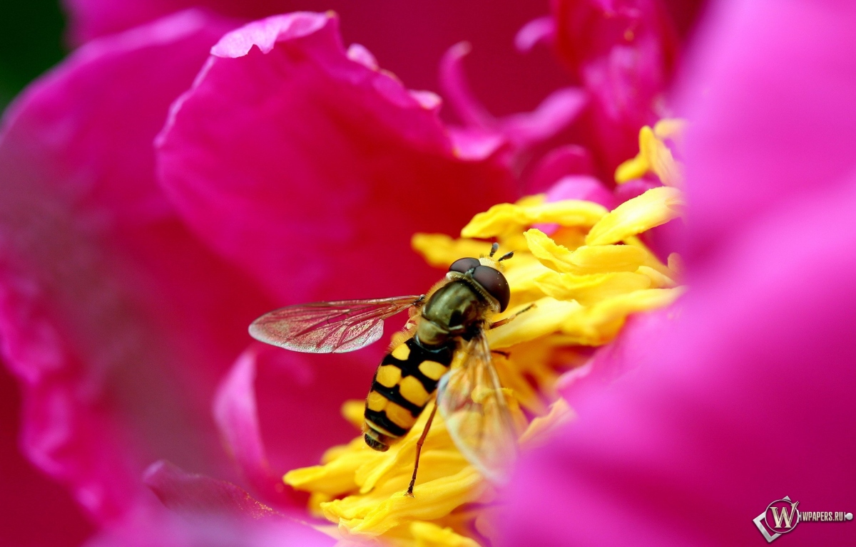 Пчела на цветке 1200x768