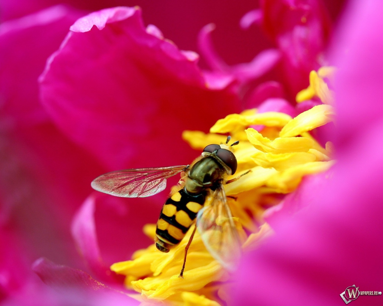 Пчела на цветке 1280x1024