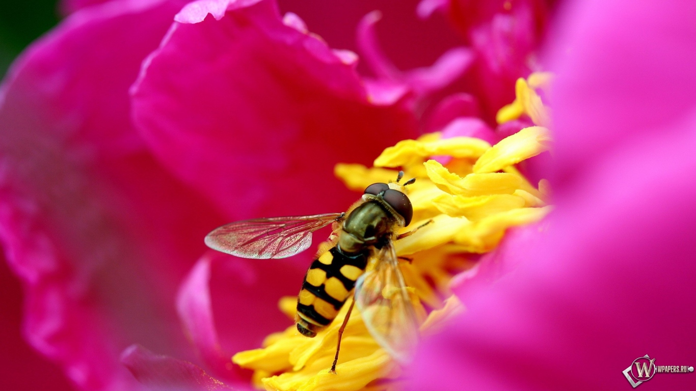 Пчела на цветке 1366x768