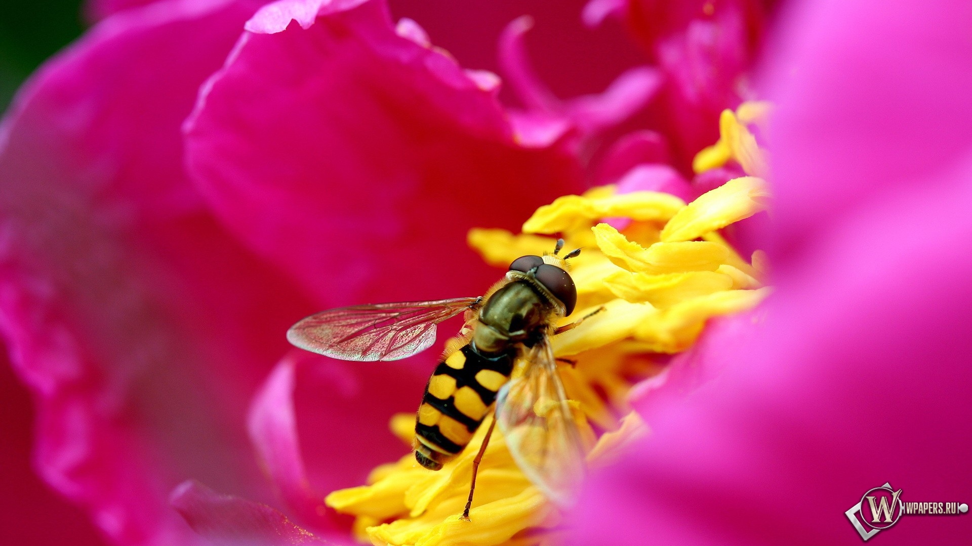Пчела на цветке 1920x1080