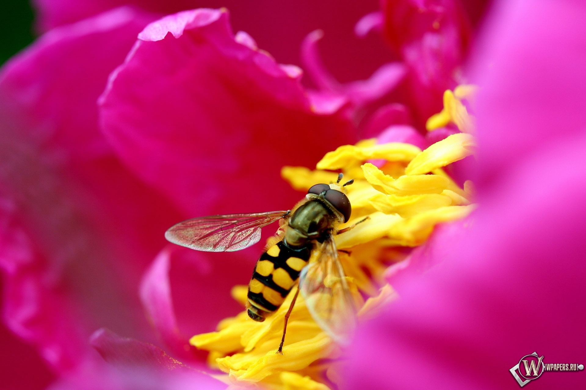 Пчела на цветке 1920x1280