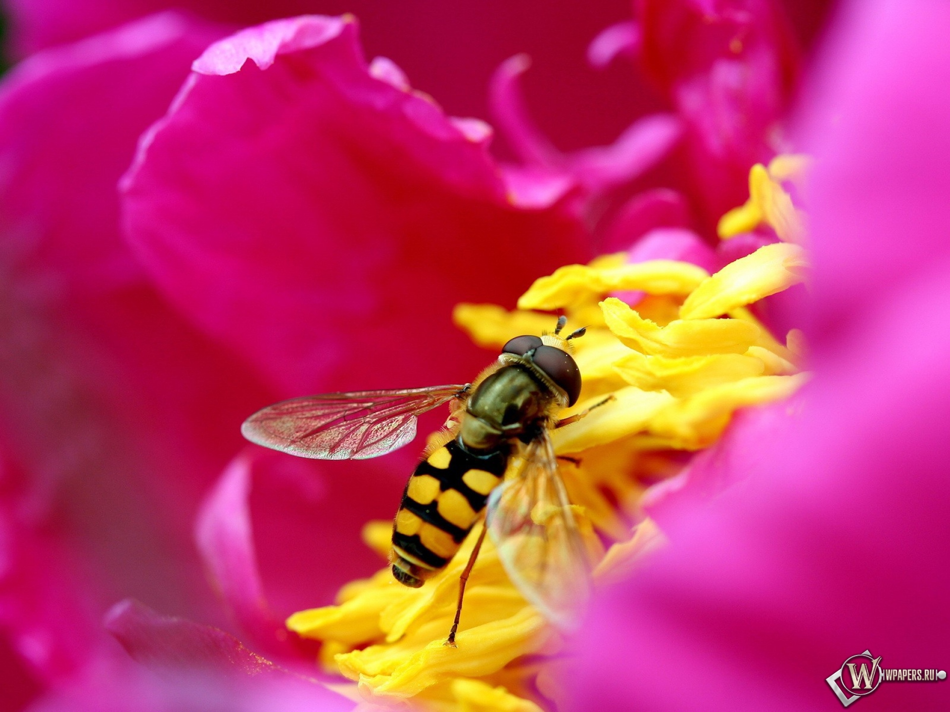 Пчела на цветке 1920x1440
