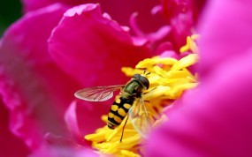 Обои Пчела на цветке: Цветок, Лепестки, Макро, Розовый, Пчела, Насекомые