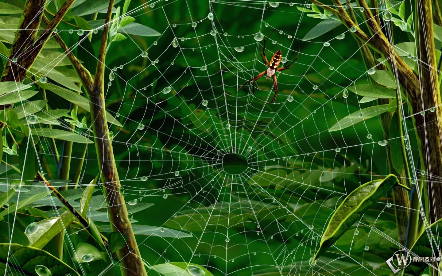 Паук на паутине 1440x900