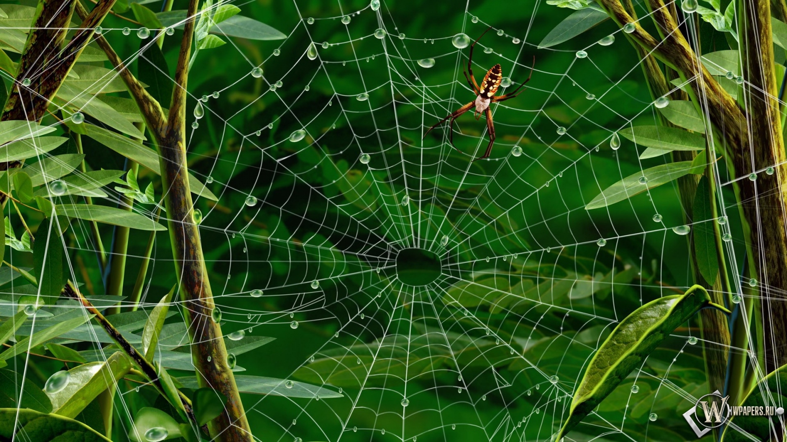 Паук на паутине 1600x900
