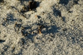 Обои Муравей на песке: Песок, Муравей, Соль, Насекомые