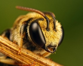 Обои Пчёлка: Пчела, Насекомые
