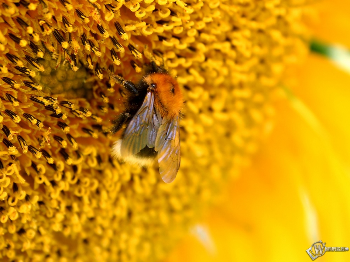 Пчелана подсолнухе 1152x864