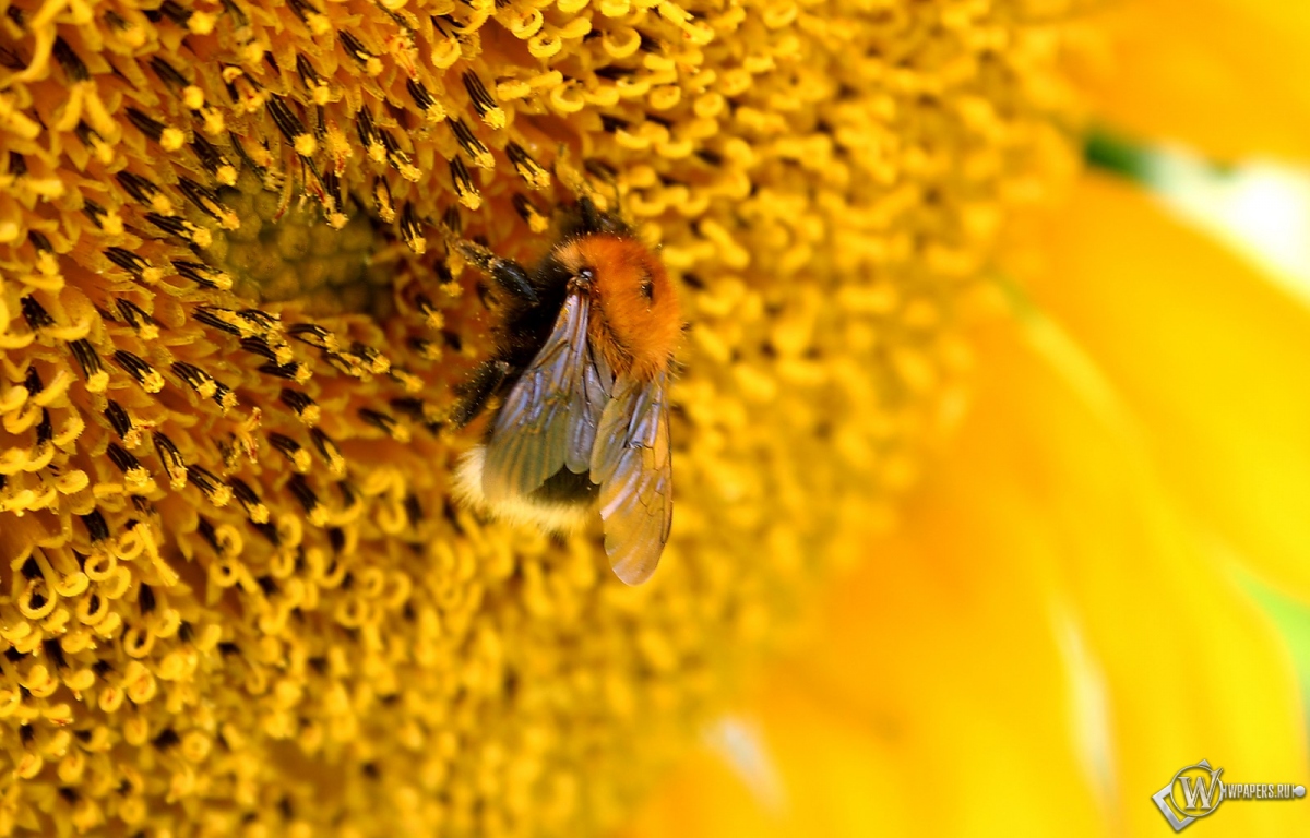 Пчелана подсолнухе 1200x768