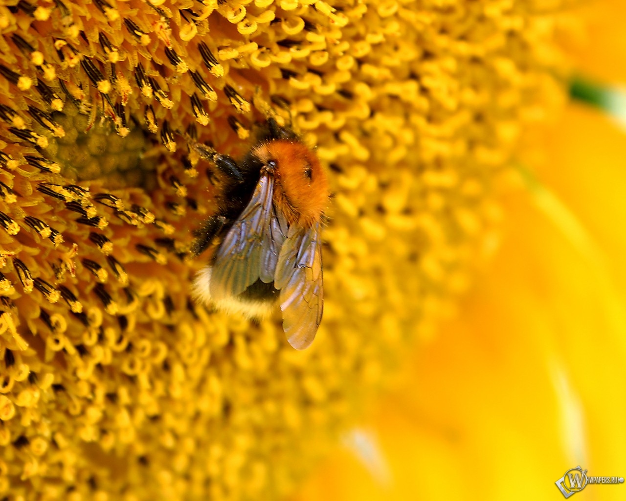 Пчелана подсолнухе 1280x1024