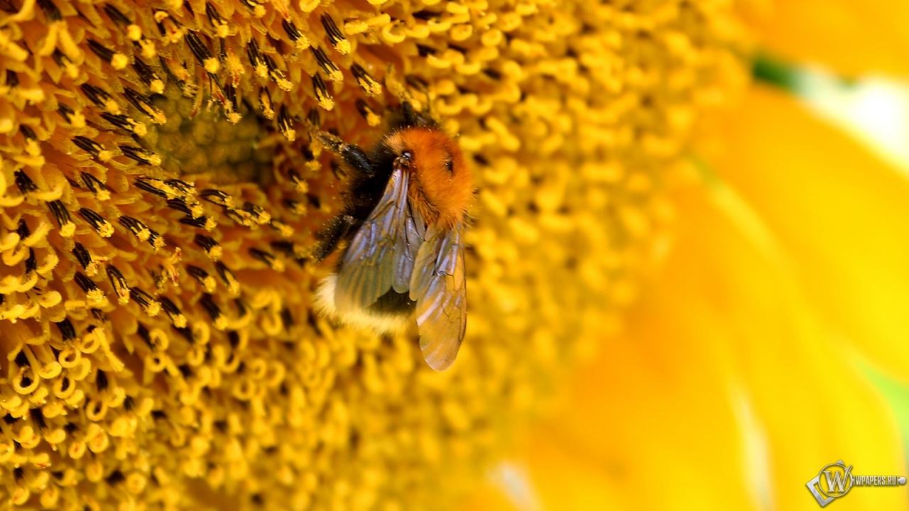 Пчелана подсолнухе 1280x720