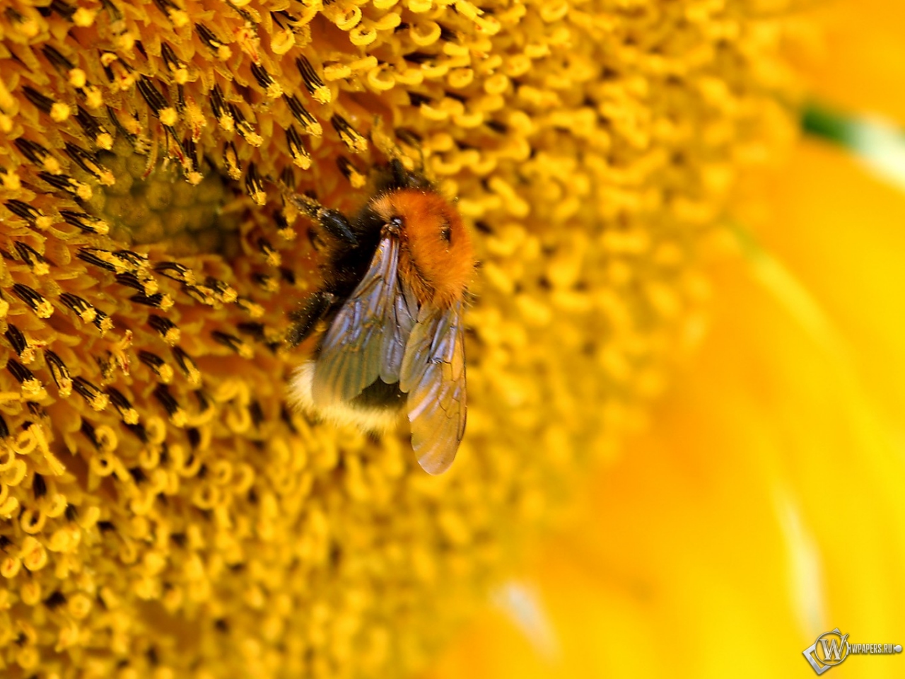 Пчелана подсолнухе 1280x960