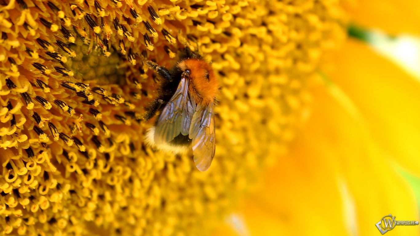 Пчелана подсолнухе 1366x768