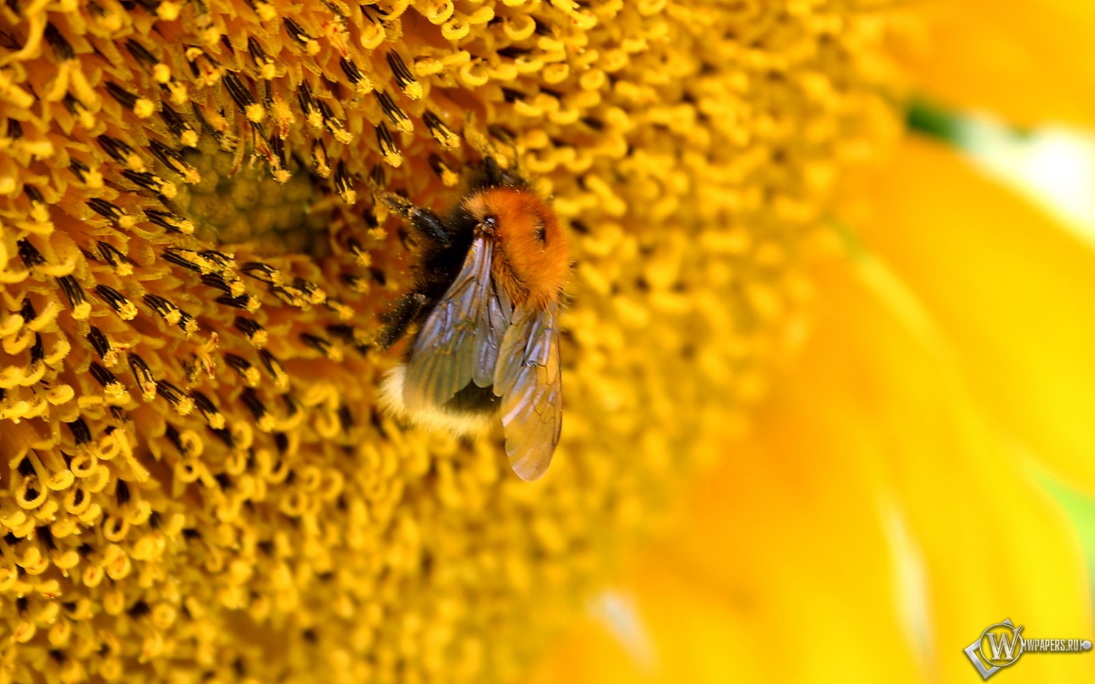 Пчелана подсолнухе 1536x960