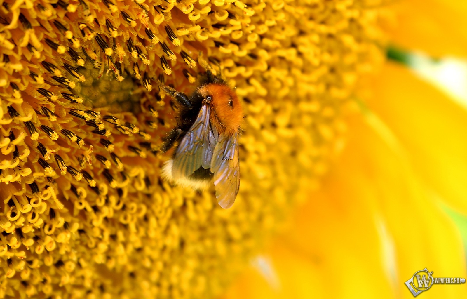 Пчелана подсолнухе 1600x1024