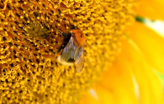 Пчелана подсолнухе
