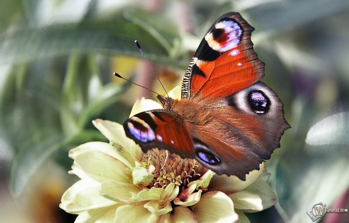 Бабочка павлиний глаз 1200x768