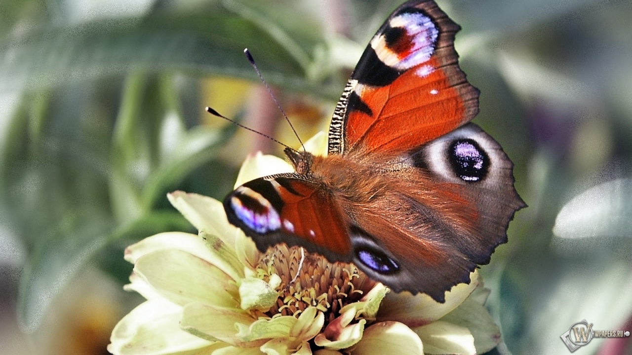 Бабочка павлиний глаз 1280x720