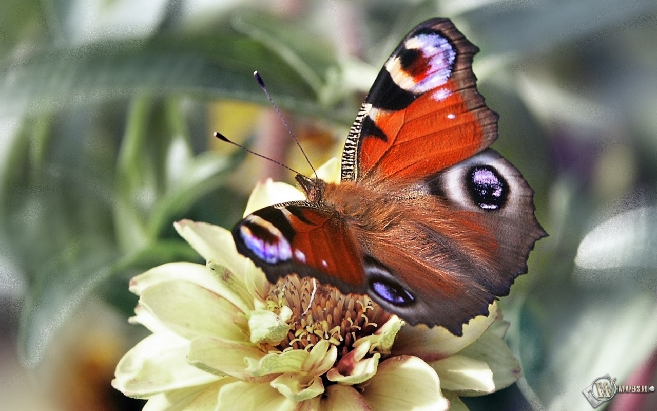 Бабочка павлиний глаз 1280x800