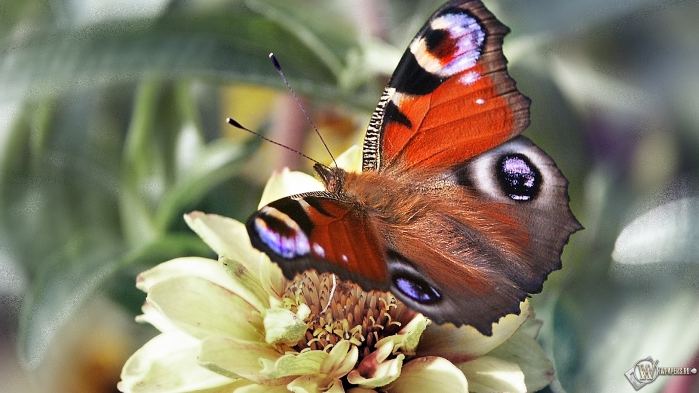 Бабочка павлиний глаз 1366x768