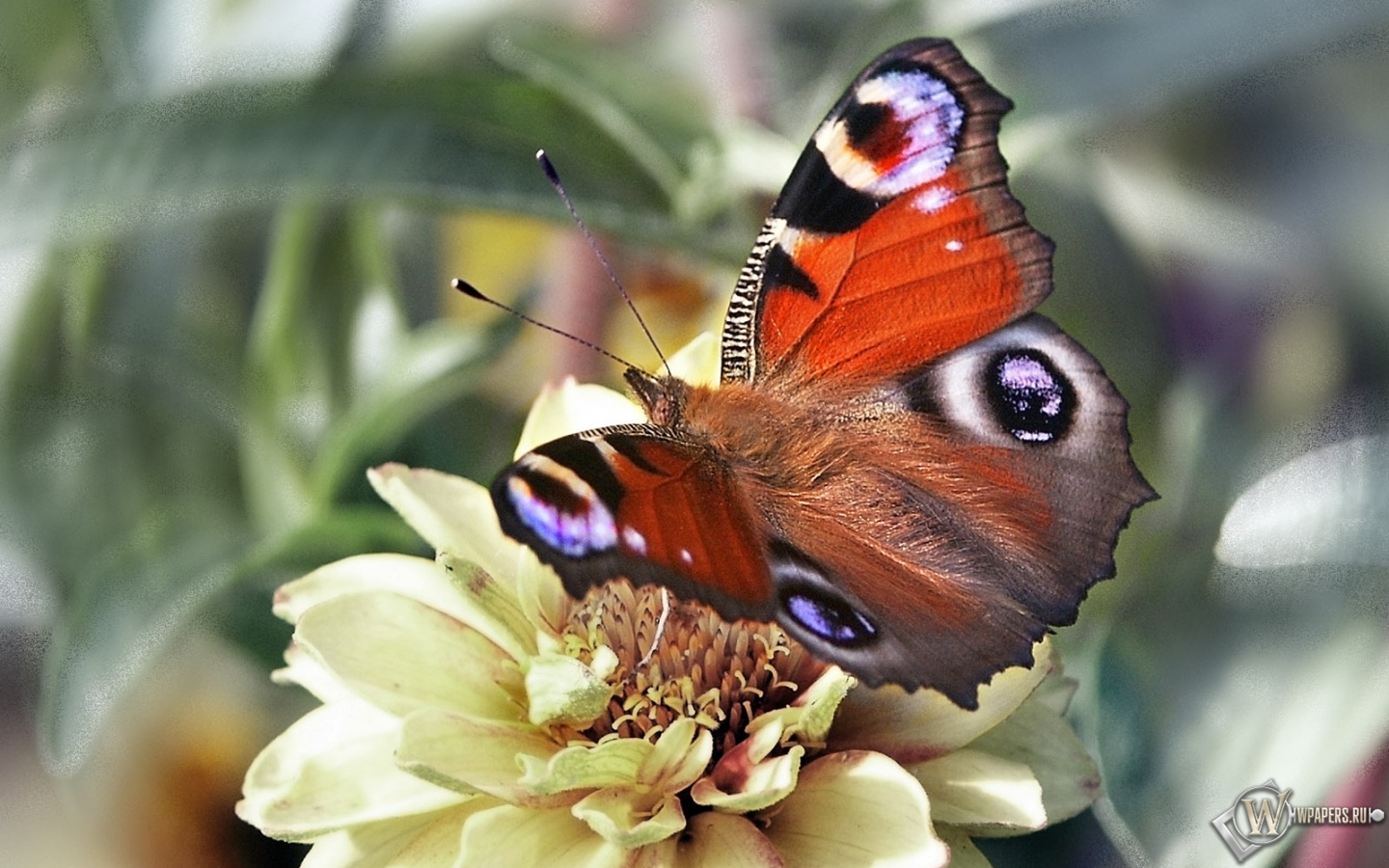 Бабочка павлиний глаз 1440x900