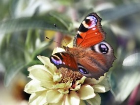 Обои Бабочка павлиний глаз: Бабочка, Бабочки