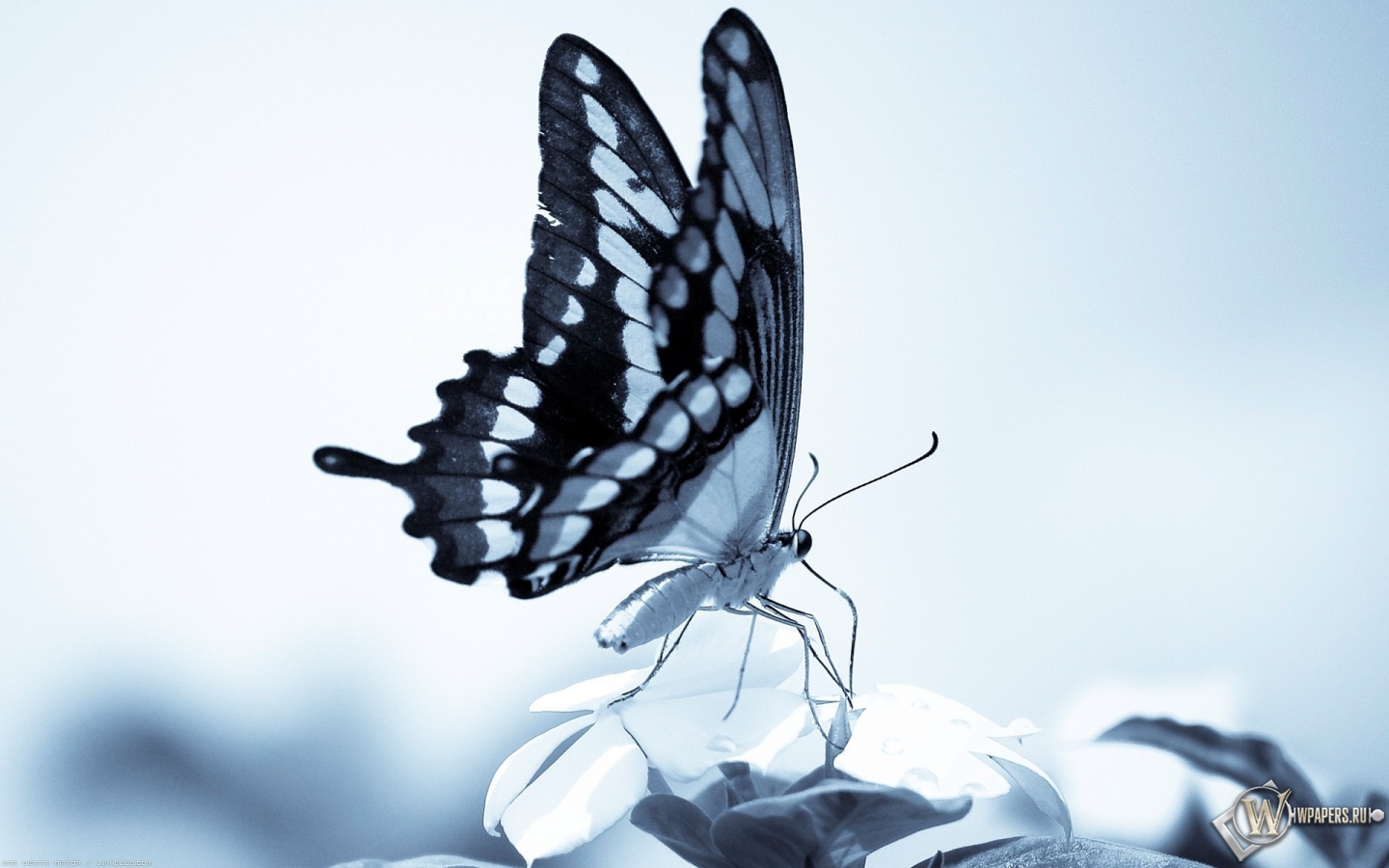 Бабочка 1440x900