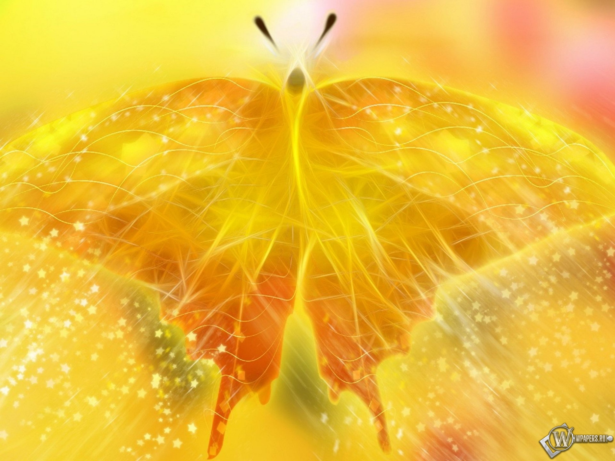 Жёлтая бабочка 2048x1536
