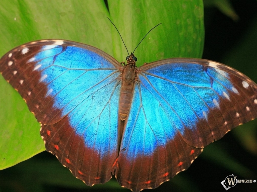Коричнево-синяя бабочка 1024x768