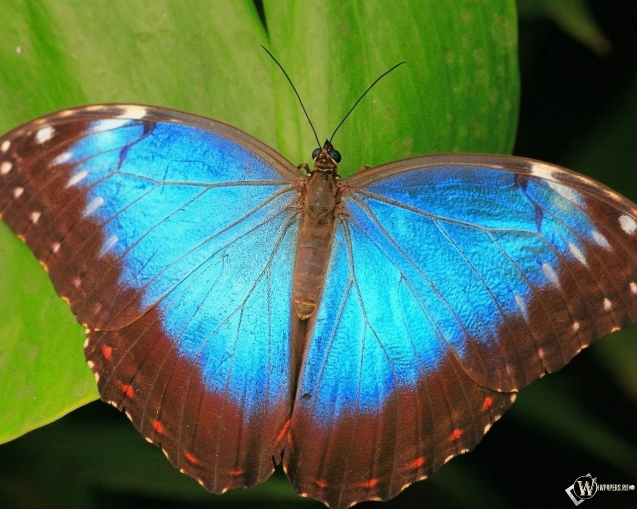 Коричнево-синяя бабочка 1280x1024