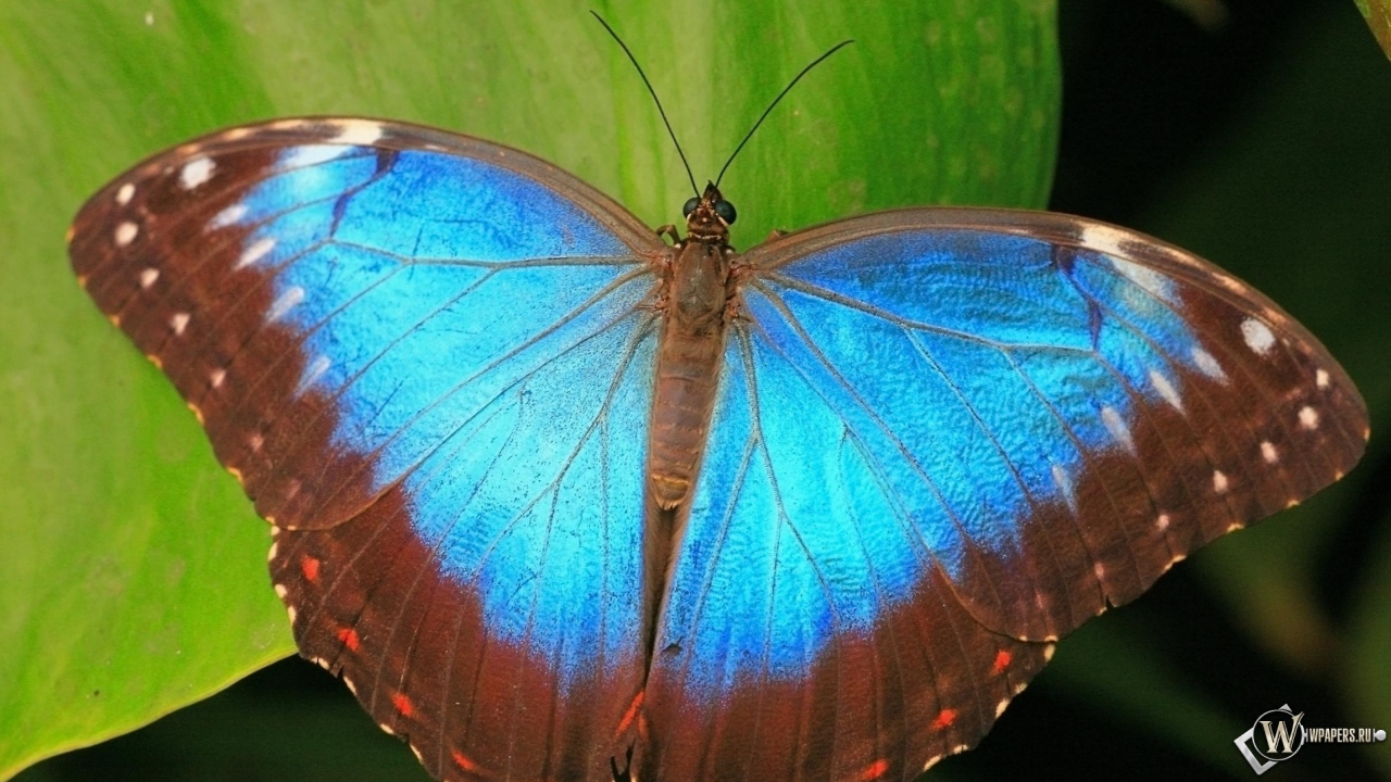 Коричнево-синяя бабочка 1280x720