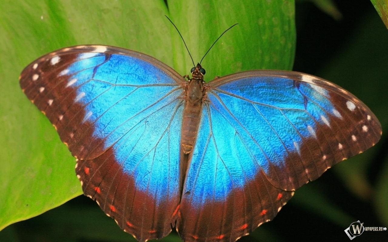 Коричнево-синяя бабочка 1280x800