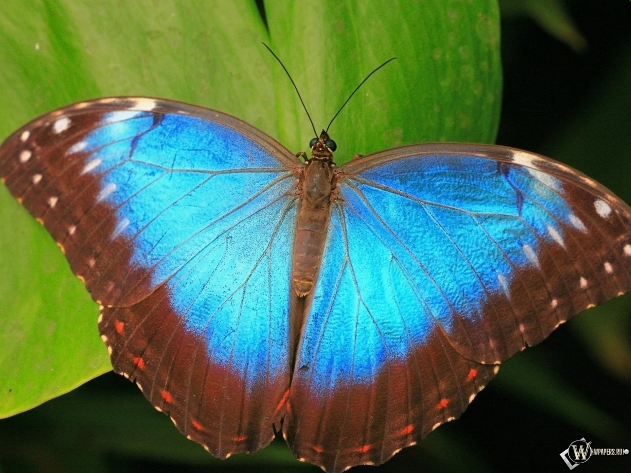 Коричнево-синяя бабочка 1280x960