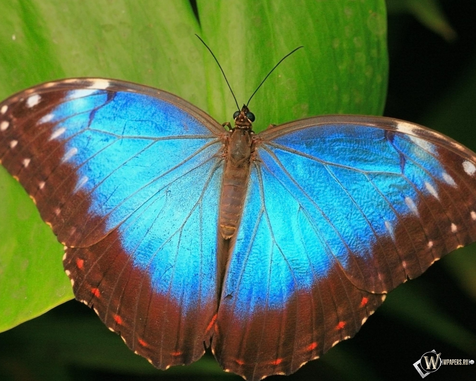Коричнево-синяя бабочка 1600x1280