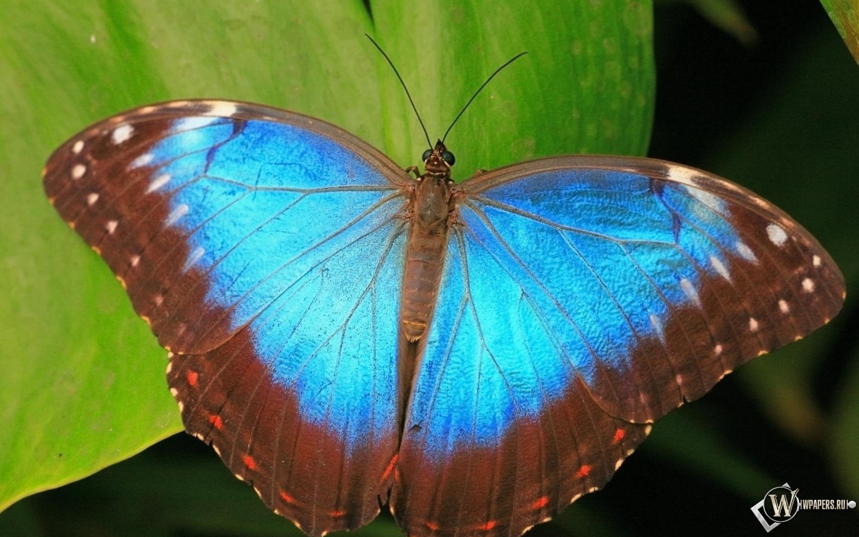 Коричнево-синяя бабочка 1680x1050