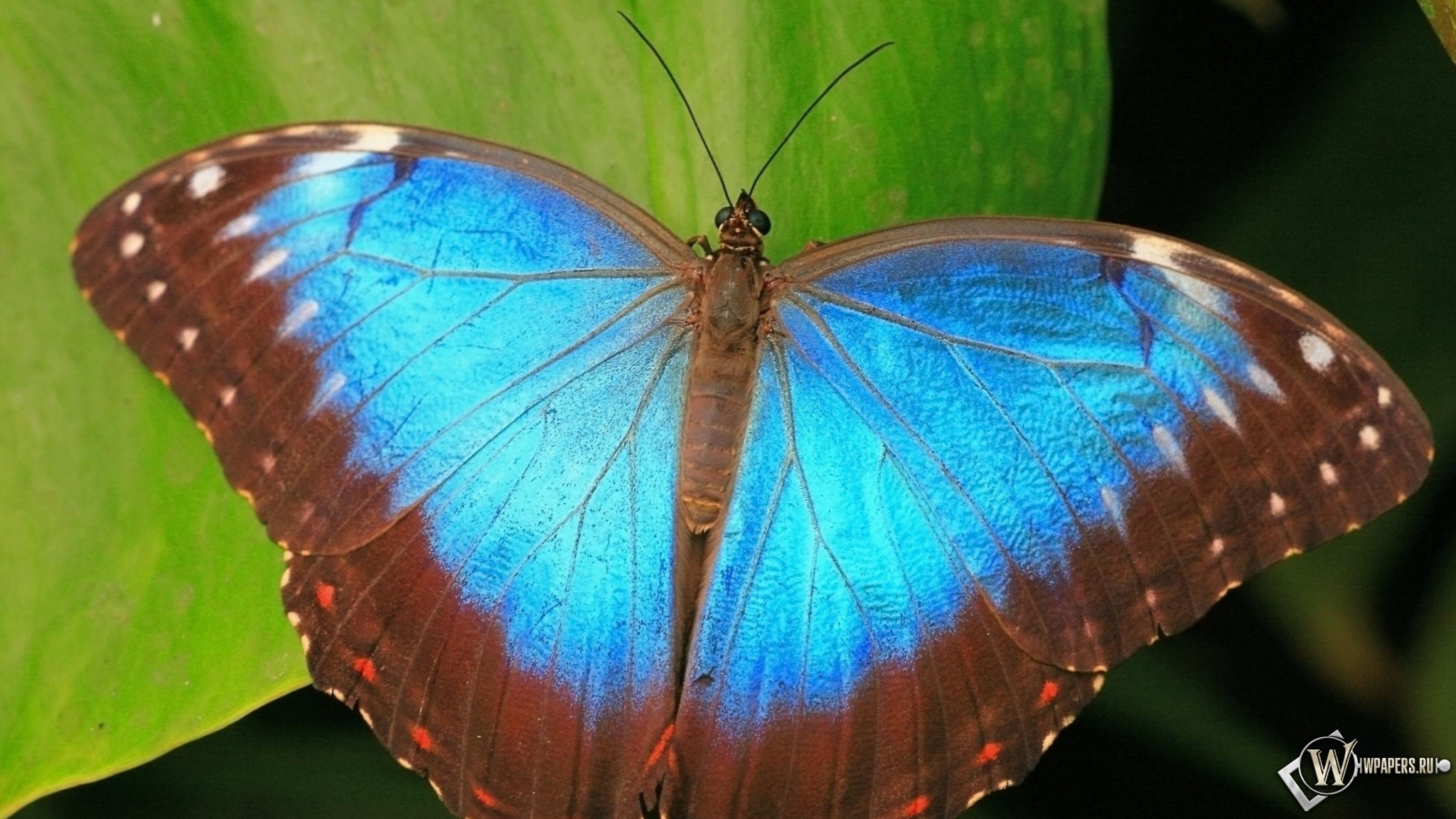 Коричнево-синяя бабочка 2048x1152