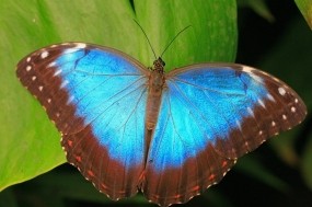 Обои Коричнево-синяя бабочка: Синий, Бабочка, Листья, Бабочки