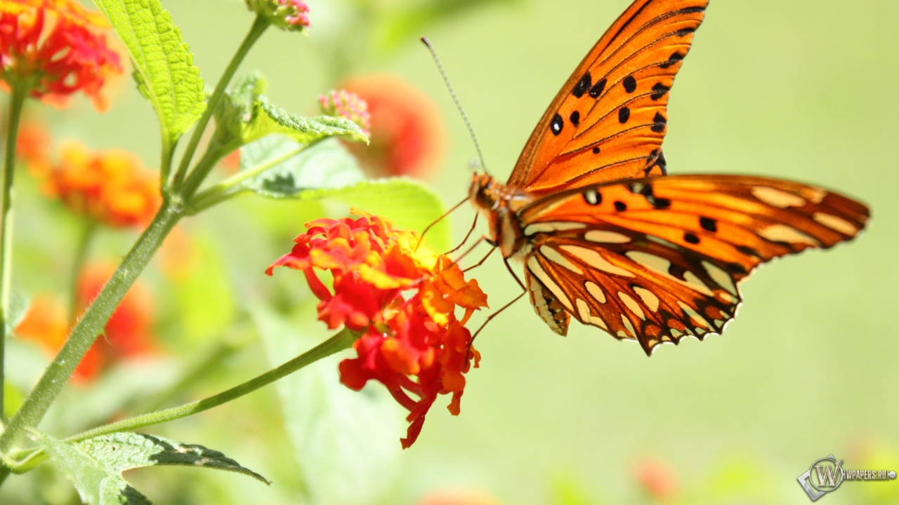 Бабочка на цветке 1280x720